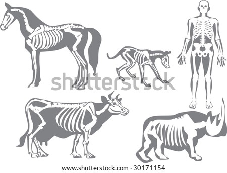 Animals Skeleton