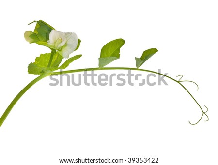 green pea tendril with flower isolated on white background