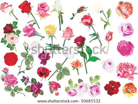 images of rose flowers. rose flowers collection