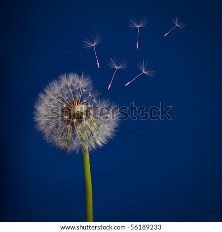 old dandelion and flying seeds on blue background