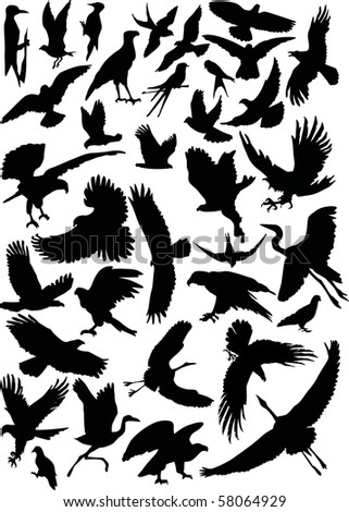 Black Birds on Illustration With Black Birds Collection   58064929   Shutterstock