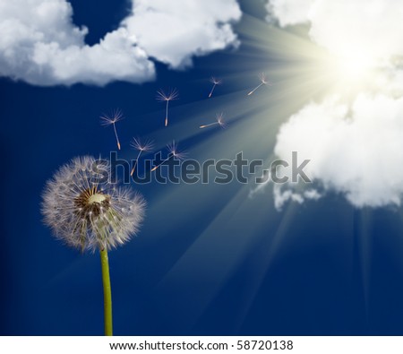 old dandelion and flying seeds on sky background