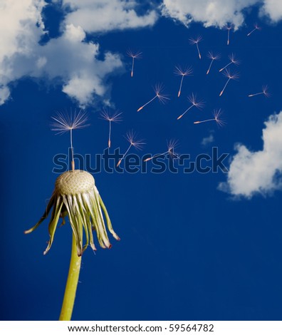 old dandelion and flying seeds on sky background