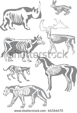 animals with skeletons