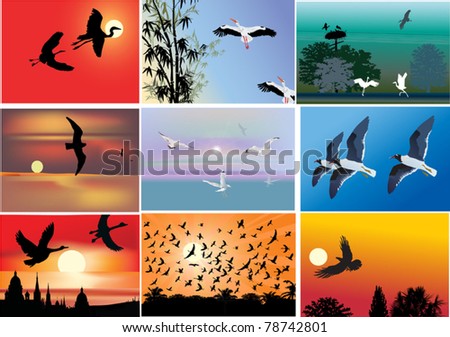 set of nine flying birds compositions