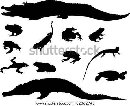 Reptile White Background