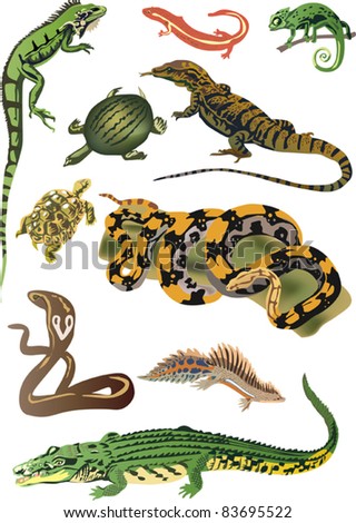 illustration with set of reptiles and amphibians isolated on white background