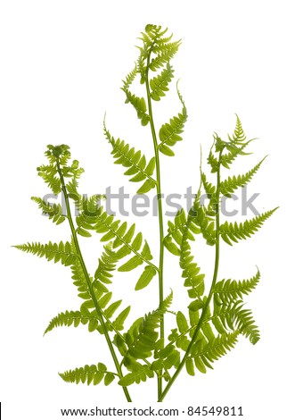 green fern branches isolated on white background