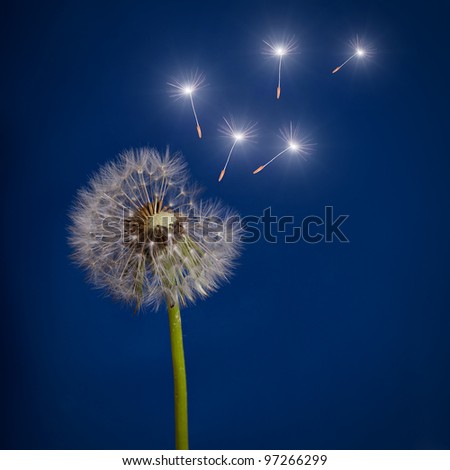 old dandelion and flying seeds on blue background
