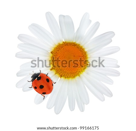 Ladybird White Background