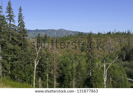 coniferous forest on the bank of the river in the mountains.