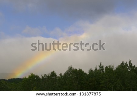 Rainbow in the sky above the forest.