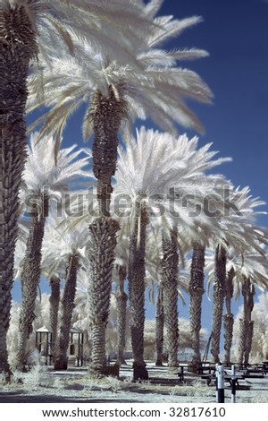 Palm trees infra red