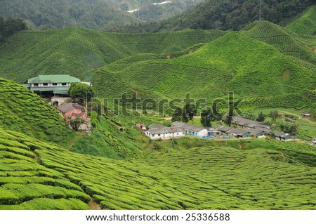 Tea Farm Cameron highland, Malaysia