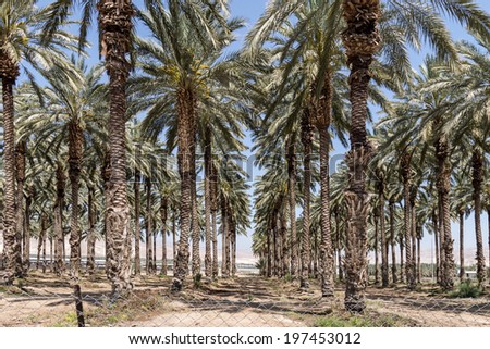 Palm Trees in the Jordan Valley - Israel