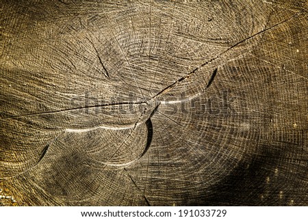 A cross section of a cut tree shows beautiful wood grain and rings indicating its age