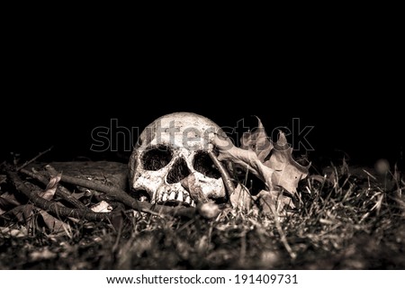 A skull on the ground in the woods; photographed in the dark using light painting