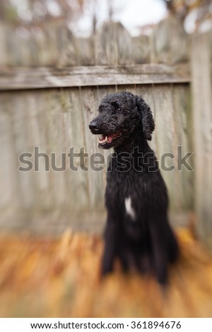 A standard poodle looks happy with a rustic wooden fence as a background; abstract blurry look