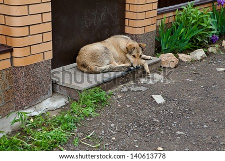Dog sad about doors on the street