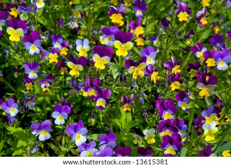 Yellow-violet flowers in summer to a garden