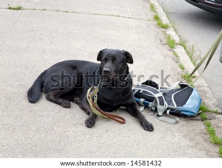 The dog protects a backpack and car
