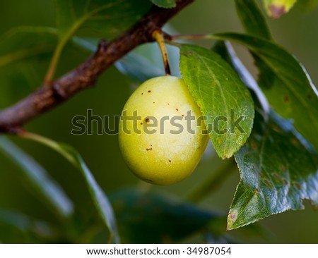 Plum on a branch in the garden
