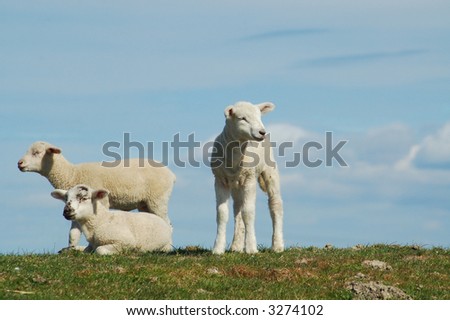three little lambs