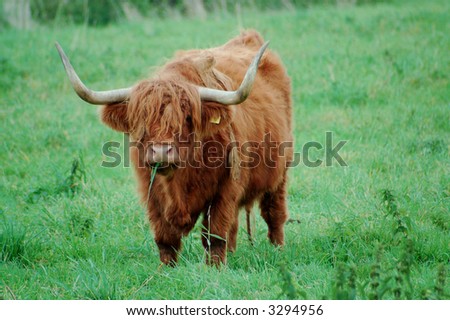 Highland Steer