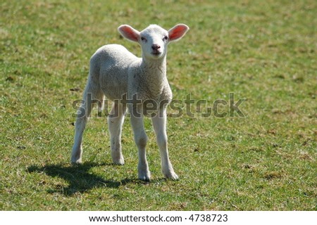Little lamb on a pasture