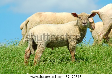 Lamb head