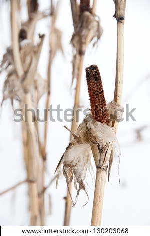 Cornstalks still stand in a snow covered field. The corn has been picked clean off the cobs by birds.