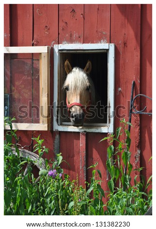 A horse peers out of its stall in a weathered barn on a late June morning with green plants and flowers growing up the side of the barn.