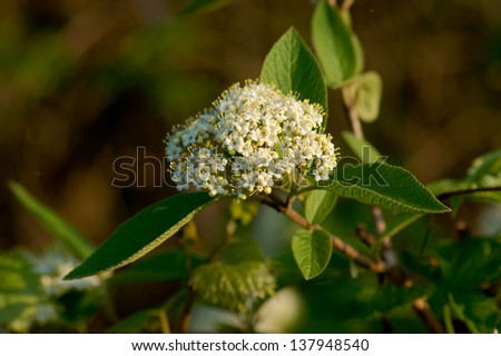 A sheepberry viburnum (Nannyberry, Viburnum lentago) flower head lit in the golden glow of the setting sun.  Also visible are the lamb\'s ear shaped leaves of this popular landscaping shrub.