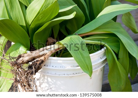 This bucket contains wild onions, also known as ramps, wild leeks, or wild garlic. They are a favorite wild edible of spring.