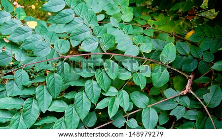 The Kentucky coffee tree is a small tree of south eastern North America. Its leaves are doubly compound.