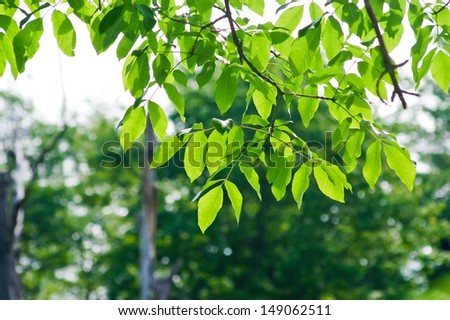 White ash leaves are backlit on a bright summer morning.