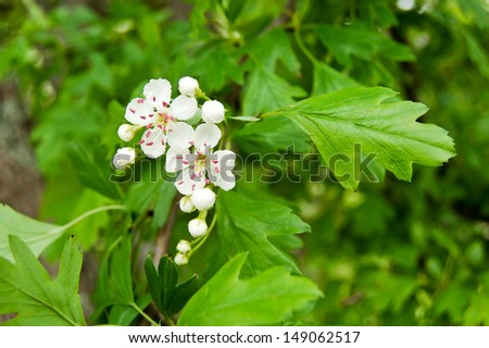 The hawthorn produces beautiful fragrant blooms in late spring.