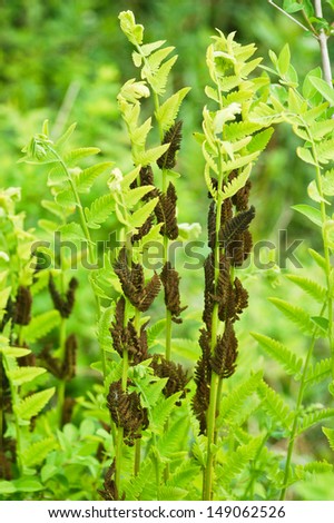 The brown fertile fronds of an interrupted fern contrast with the bright green growth of the opening stalks in spring.