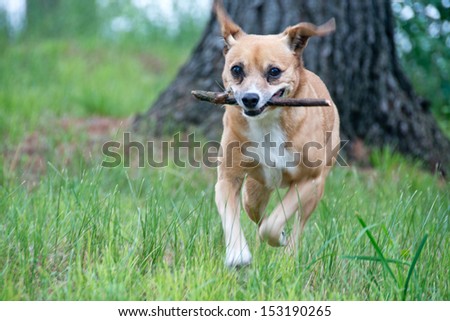An excited dog runs toward the camera carrying a stick. The dog\'s ears are flapping.