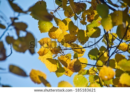 Big-toothed aspen (Populus grandidentata) leaves turn bright yellow in autumn.