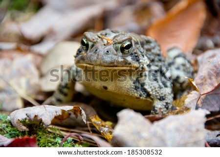 This golden neck of this American toad (Anaxyrus americanus) shows that this a male toad.