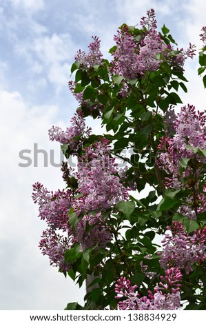 Lilac shrub branch with flowers and leaves