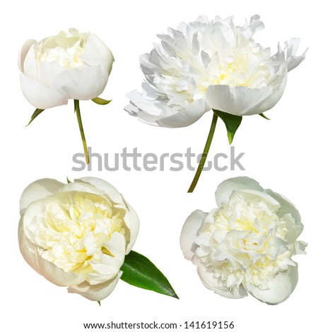 Isolated white peonies flowers on a white background
