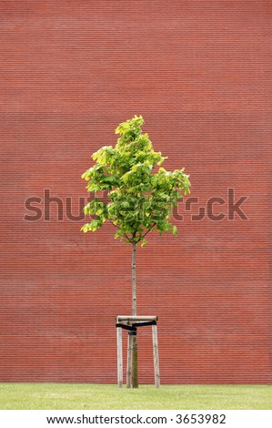 brick wall and tree