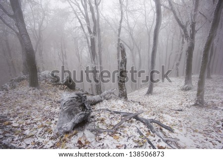 Foggy forest in winter