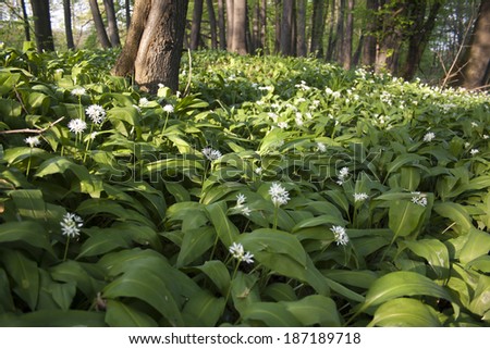 White plants with big green leaves and trunks
