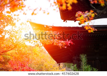Japanese garden in Temple, Beautiful Red Maple Leaf in Japan Autumn for background.