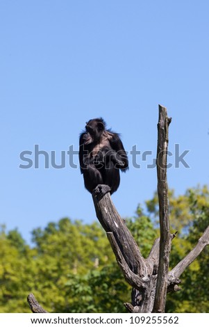Chimpanzee monkey on a trees over blue sky