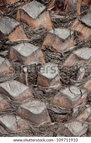 Texture of cortex of a palm tree background