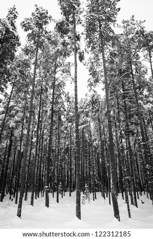 Winter forest with snow on trees (black and white image)